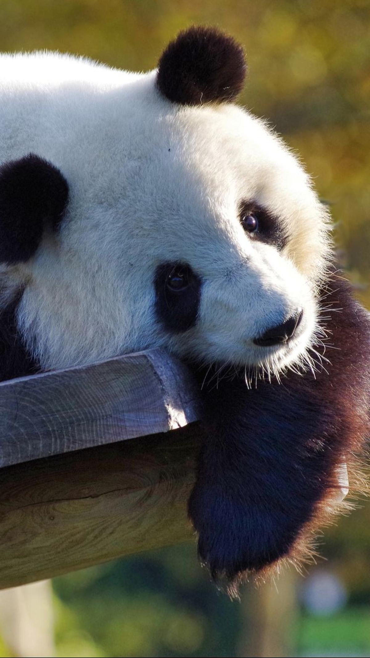 3. The Giant Panda<br>