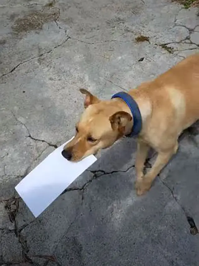 Viral Aksi Anjing Pintar Ambil Surat dari Kurir untuk Tuannya