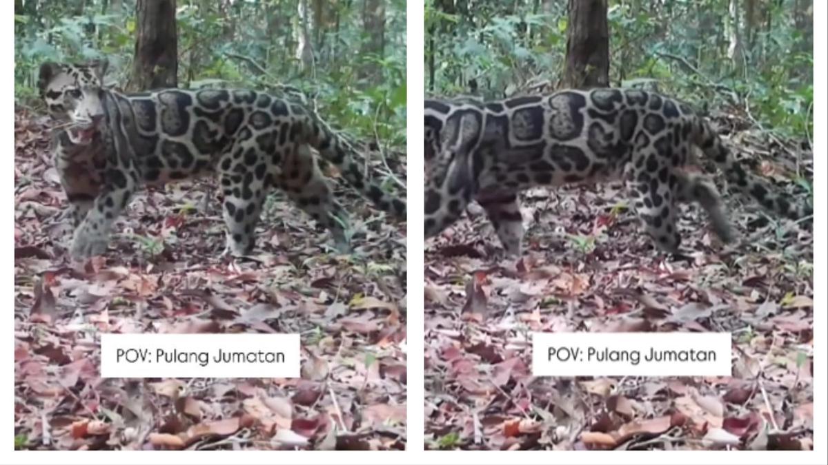 Spesies Macan Dahan Ditemukan di Taman Nasional Tanjung Puting, Jadi Predator Terbesar