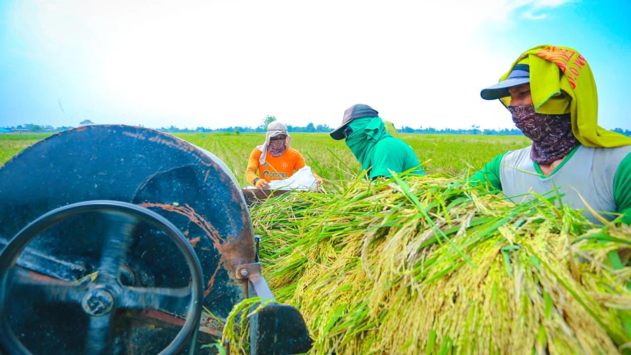 Produksi Beras RI Cetak Rekor saat Panen Dunia Turun