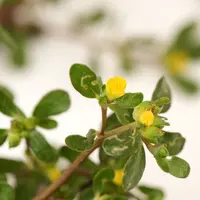 ilustrasi manfaat daun krokot yang bisa membantu menurunkan berat badan/wasanajai/shutterstock