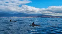 6 Fakta Menarik Gunungapi Wetar, Pulau Vulkanik yang Terisolasi di Laut Banda Maluku