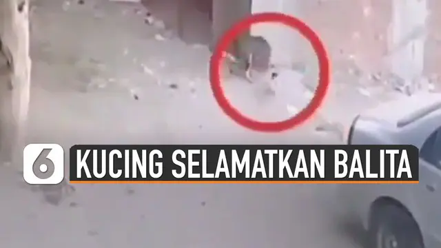 Aksi heroik dilakukan oleh seekor kucing yang menyelamatkan balita saat diserang seekor anjing.