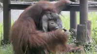 Orangutan bernama Ozon terlihat mengisap rokok di dalam kandangnya di Kebun Binatang Bandung, 4 Maret 2018. Ozon merupakan salah satu orang utan penghuni bonbin Bandung yang sudah lima tahun tinggal. (Handout/Indonesia Animal Welfare Society/AFP)