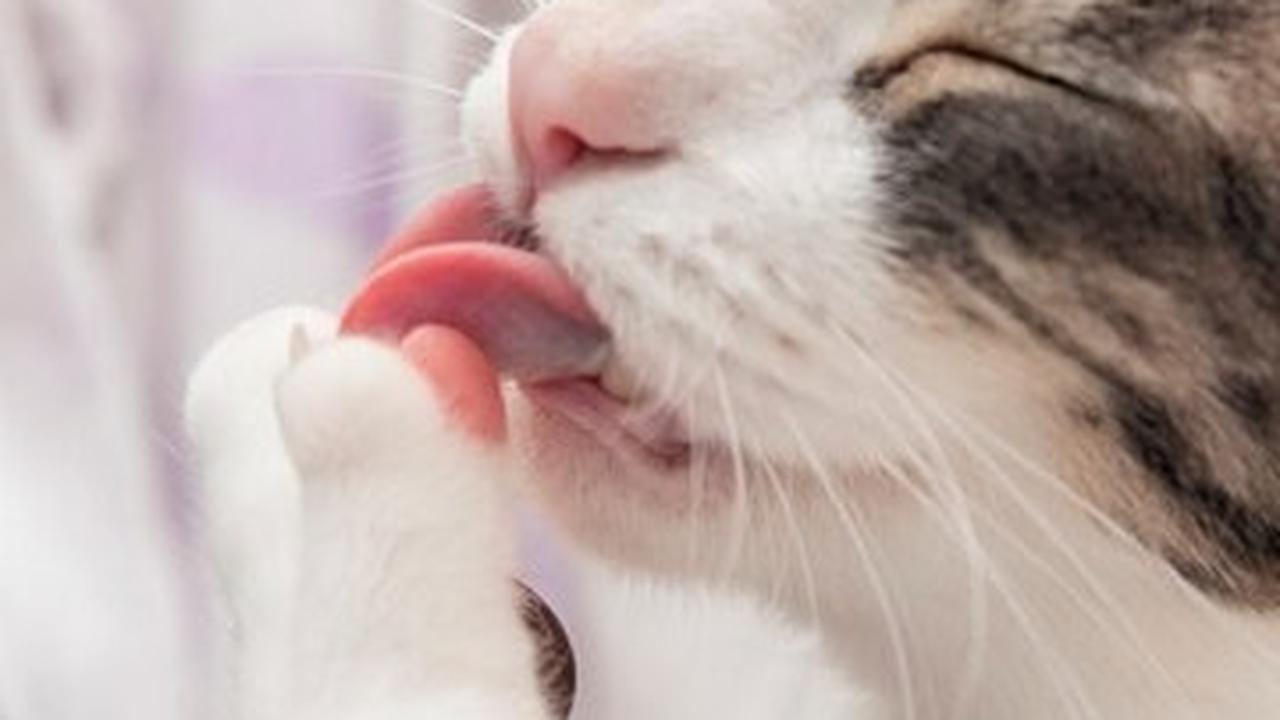 Membersihkan area yang terkena secara teratur dan berkonsultasi dengan dokter hewan untuk perawatan yang sesuai dapat membantu mengatasi jerawat pada kucing.