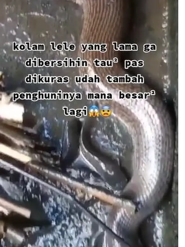 Lama Tak Dibersihkan, Penampakan Kolam Ikan Lele Ini Bikin Merinding