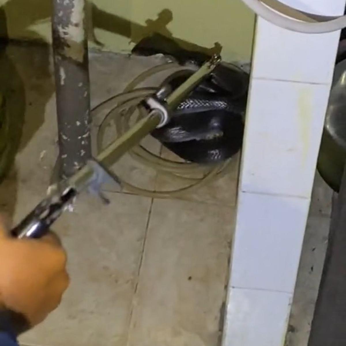Viral Momen Damkar Bantu Evakuasi Ular Kobra di Rumah Warga, Dramatis