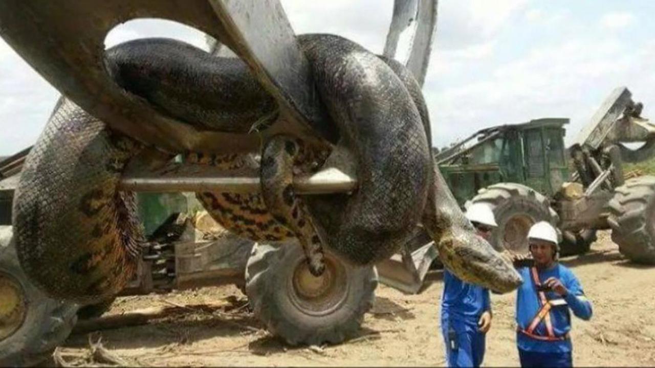 Seberapa Besar Kebanyakan Anaconda?