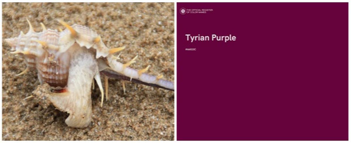 Tyrian Purple