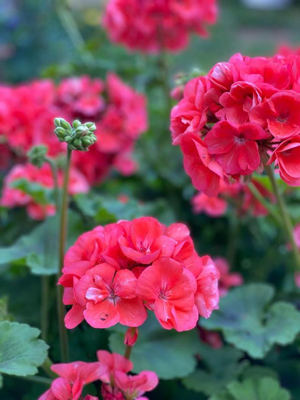 7 Manfaat Bunga Geranium untuk Kesehatan, Bisa Jadi Aromaterapi &amp; Obat Tradisional