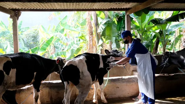 100 ekor sapi di kawasan Wonocolo Surabaya mendapat suntikan vaksinasi PMK tahap pertama. (Dian Kurniawan/Liputan6.com).