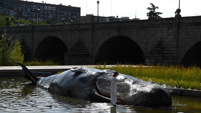 Seseorang berpakaian ilmuwan menuangkan air pada patung paus sperma berbahan fiberglass di sungai Manzanares, Madrid, 14 September 2018. Patung paus seukuran aslinya itu bertujuan membuat masyarakat sadar lingkungan. (AFP Photo/GABRIEL BOUYS)
