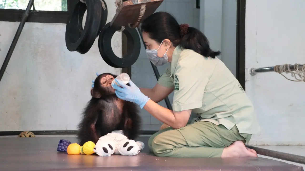 Salah satu satwa di Taman Safari