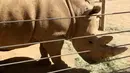 Badak putih selatan betina, Victoria beraktivitas di Taman Safari Kebun Binatang San Diego, Escondido, California, AS, Kamis (17/5). Sebelumnya, badak putih utara jantan terakhir di dunia telah punah dengan matinya Sudan. (AP Photo/Julie Watson)