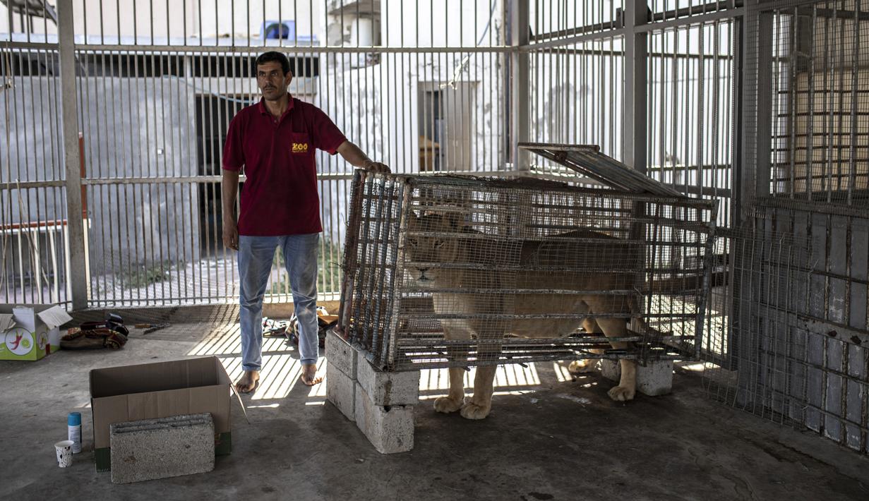 Seorang pegawai Palestina berdiri di samping seekor singa betina di dalam sangkar setelah melahirkan tiga anak di kebun binatang Nama di Kota Gaza, Sabtu, 13 Agustus 2022. Singa betina melahirkan tiga anaknya lima hari setelah Israel dan militan Palestina mengakhiri pertempuran sengit lintas perbatasan yang ditandai dengan gemuruh serangan udara Israel dan tembakan roket Palestina. (AP Photo/Fatima Shbair)