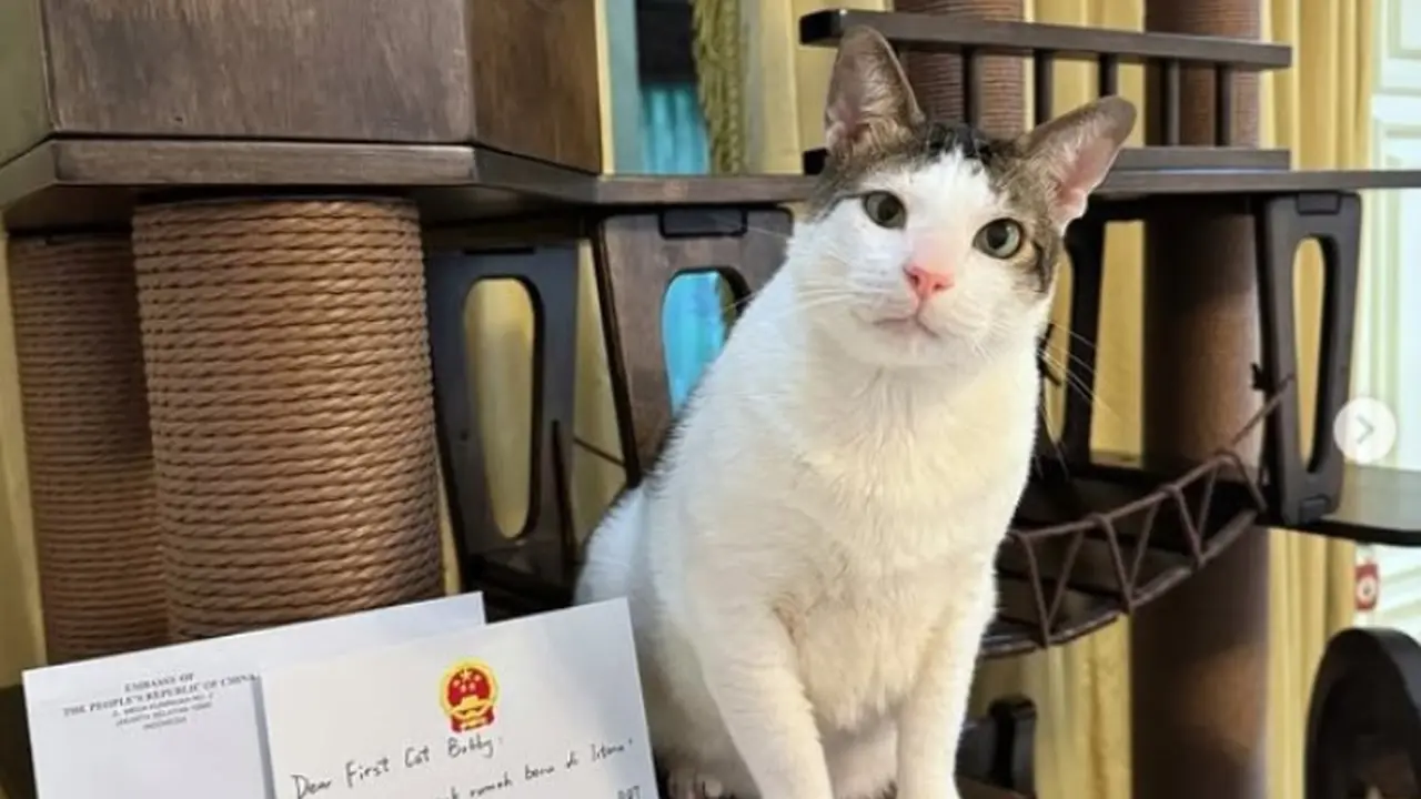 Usai Raih Penghargaan, Kucing Presiden Prabowo Bobby Kertanegara Dapat Hadiah Mewah dari Kedubes China
