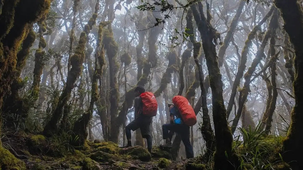Suasana di hutan Gunung Latimojong yang ada di Sulawesi.