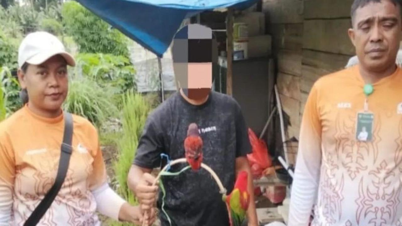 Fakta Unik Nuri Ternate dan Kalung Ungu: BKSDA Maluku Amankan Satwa Dilindungi dari Pertokoan Warga di Halmahera Utara