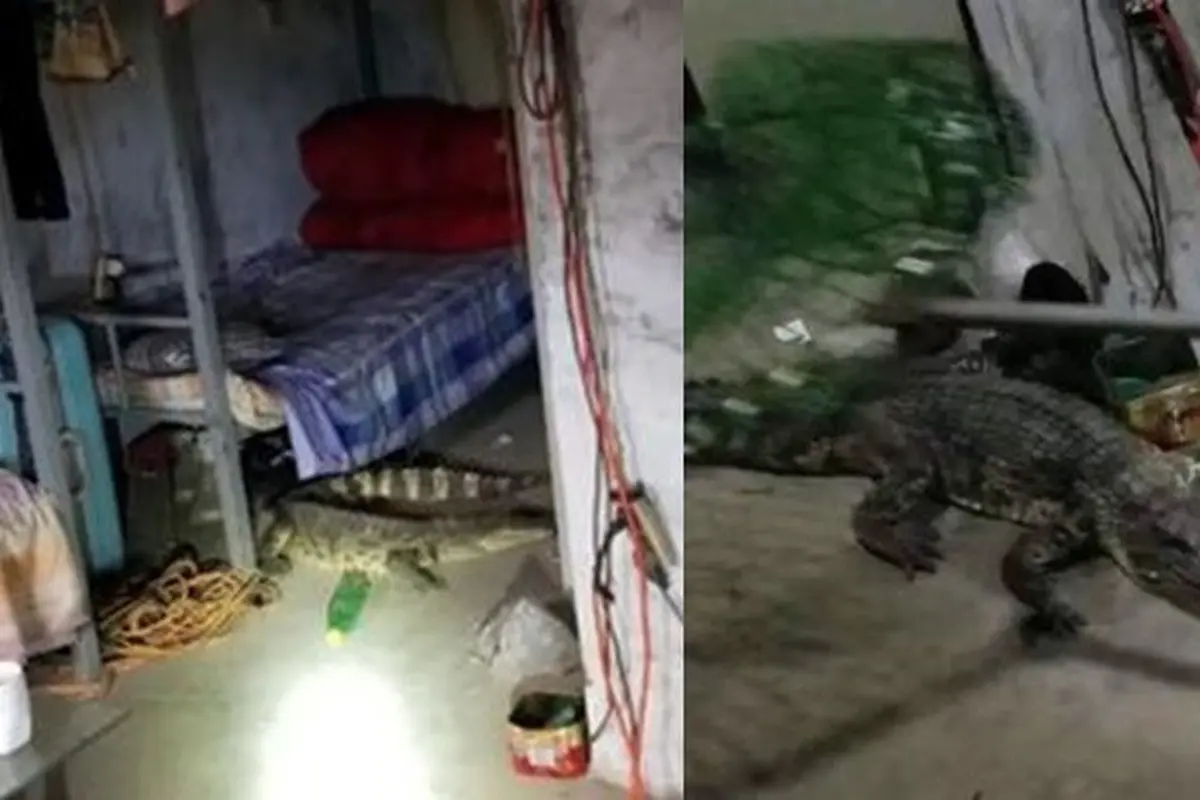Punya Kamar Berantakan, Pria Ini Tak Sadar Tidur dengan Buaya