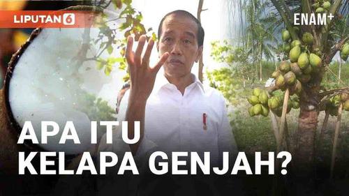 VIDEO: Langkah Jokowi Atasi Krisis Pangan, Apa Itu Kelapa Genjah?