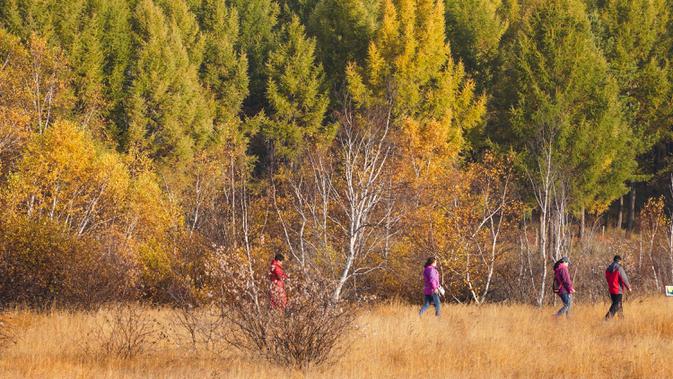 Sejumlah wisatawan mengunjungi Taman Hutan Nasional Saihanba di Chengde, Provinsi Hebei, China utara, pada 27 September 2020. (Xinhua/Liu Mancang)