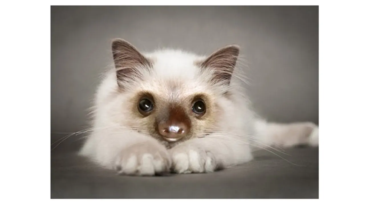 kucing editan