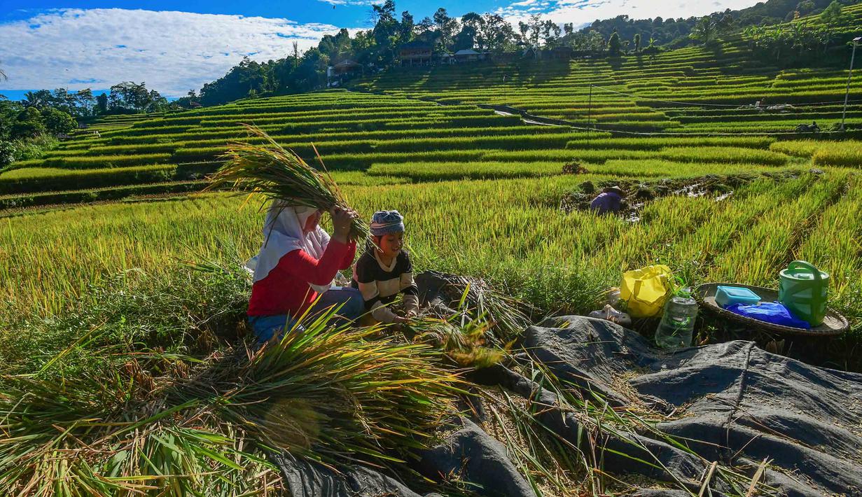 Kebijakan ini bertujuan melindungi petani dan memperkuat stok beras nasional. Tampak dalam foto, anak-anak membantu ibunya memanen padi jenis Ciherang di Terasering Cisalada, Bogor, Jawa Barat, Minggu (12/4/2006). (merdeka.com/Arie Basuki)