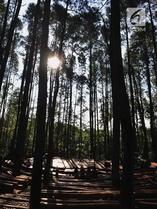 Wisatawan menikmati keasrian hutan pinus di Desa Wisata Kaki Langit Mangunan, Bantul, Yogyakarta (4/5). Desa Wisata Kaki Langit Mangunan yang baru berjalan hampir setahun ini dikelola warga setempat. (Merdeka.com/Arie Basuki)