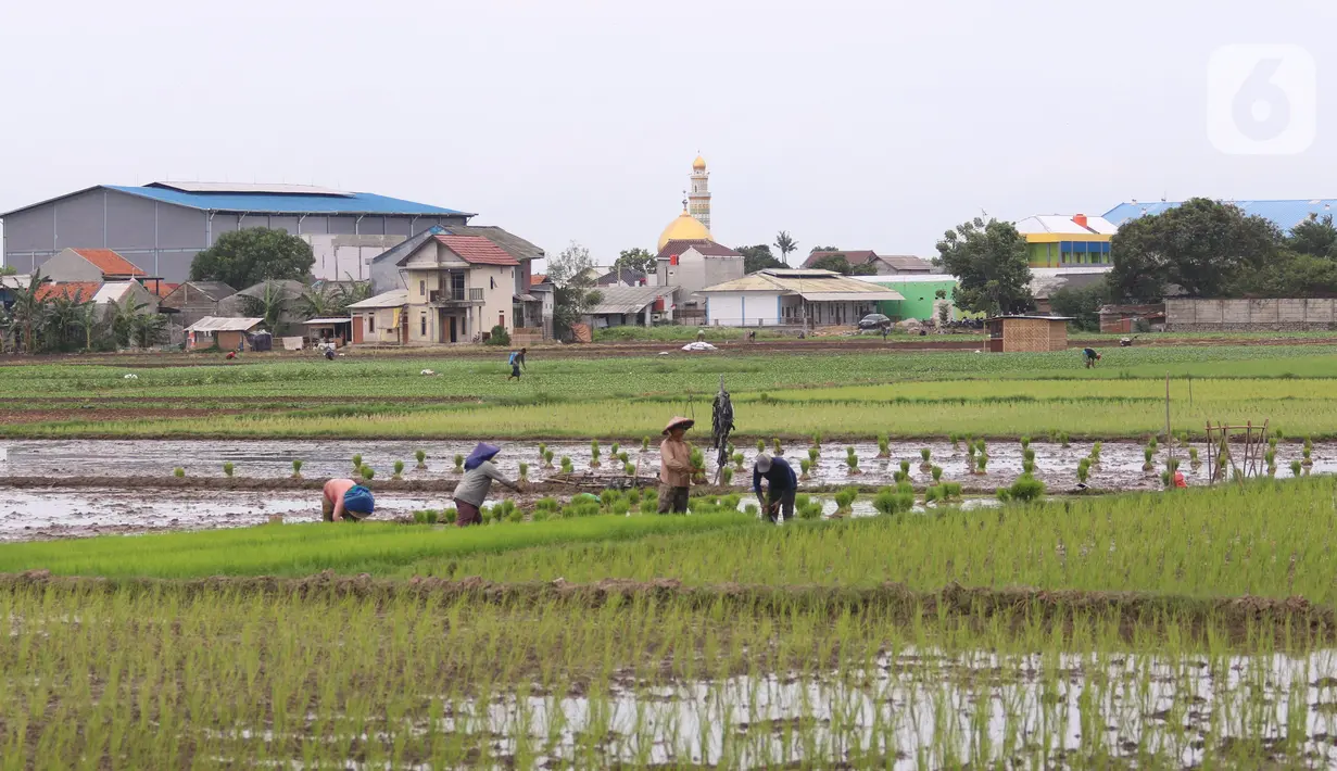 Petani menanam padi di persawahan di kawasan Tangerang, Kamis (3/12/2020). Kementerian Pertanian menargetkan pada musim tanam pertama 2020-2021 penanaman padi mencapai seluas 8,2 juta hektare menghasilkan 20 juta ton beras. (Liputan6.com/Angga Yuniar)