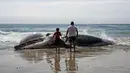 Warga berada di dekat bangkai paus kelabu di Pantai Maria Martha, Baja California, Meksiko (12/9). Bangkai paus dengan kondisi perut tersobek jadi perhatian warga sekitar di lokasi tersebut. (AFP Photo/Guillermo Arias)