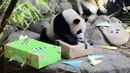 Le Le akan pulang kampung. Kini, panda itu bersiap untuk diterbangkan ke China. (Handout/Mandai Wildlife Group/AFP)