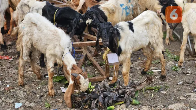 Pemotongan Daging Kurban di Hari Raya Idul Adha 2025 (Foto: Aditya Eka Prawira/Liputan6.com)
