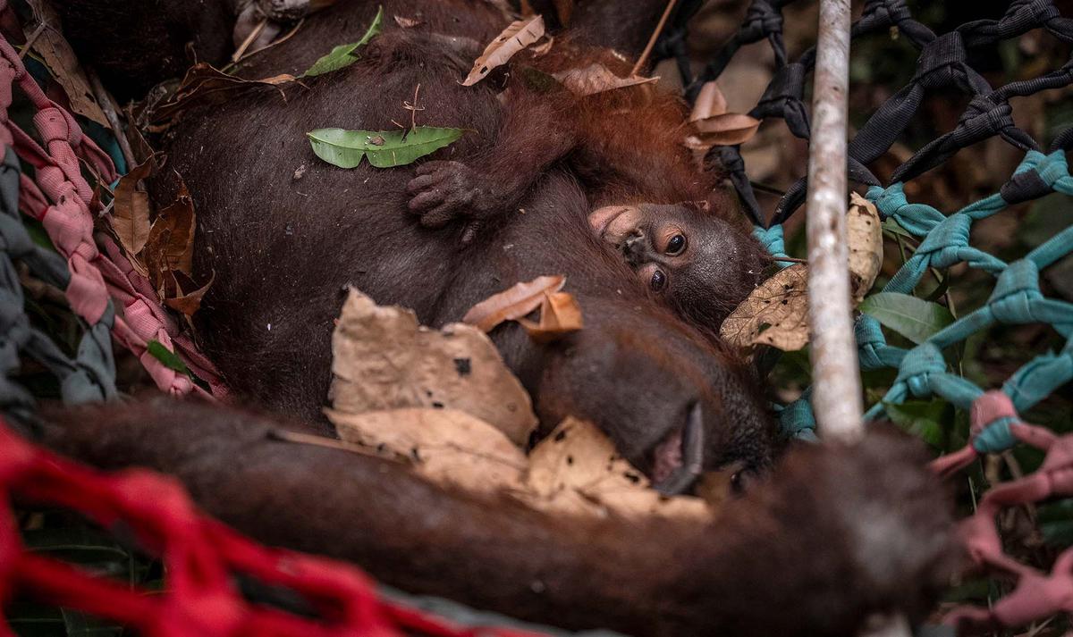 Ketika Orang Utan Kehilangan Habitatnya Akibat Kebakaran Hutan