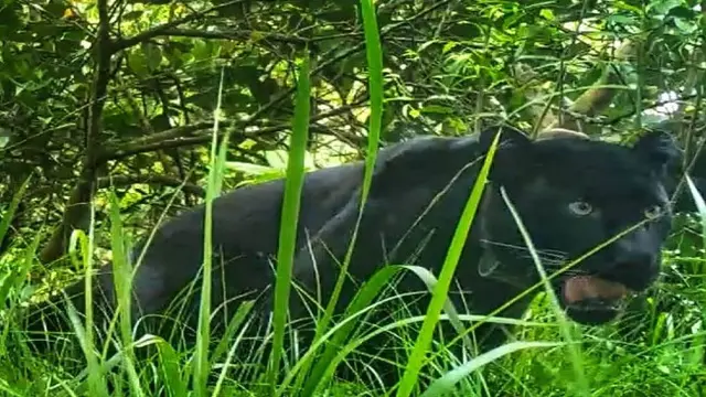 Macan Tutul Rasi Dirilis ke Hutan Gunung Ciremai, Jodoh Untuk Slamet Ramadhan