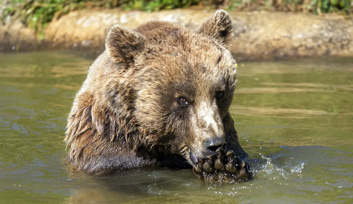 Beruang cokelat Hana mendinginkan diri di kolam air di Bear Sanctuary Pristina, dekat ibu kota Pristina, Kosovo, Kamis (8/7/2021). Warga di Eropa timur yang tidak terbiasa dengan suhu tinggi sedang berjuang untuk mengatasi gelombang panas yang melanda seluruh wilayah. (AP Photo/Visar Kryeziu)