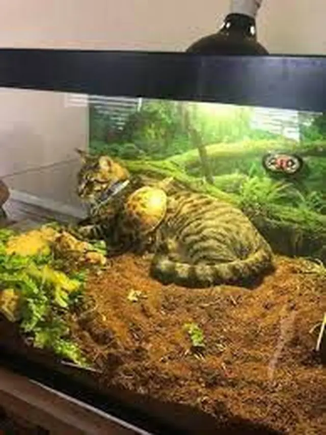 9 Potret Kucing Krisis Identitas Ini Bikin Geleng Kepala