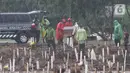 Pekerja membawa peti jenazah dengan protokol COVID-19 di TPU Bambu Apus, Jakarta Timur, Selasa (16/2/2021). Petak makam untuk jenazah COVID-19 di TPU Bambu Apus dipersempit dari 2,5 meter x 1,5 meter menjadi 2,2 meter x 1,2 meter per petak makam. (Liputan6.com/Herman Zakharia)