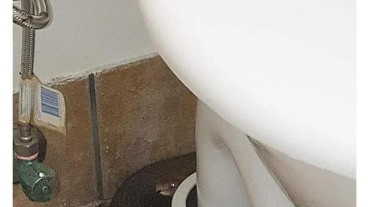 Jangan Panik, Ini 7 Langkah Super Aman Jika Tiba-Tiba Ketemu Ular di Kamar Mandi