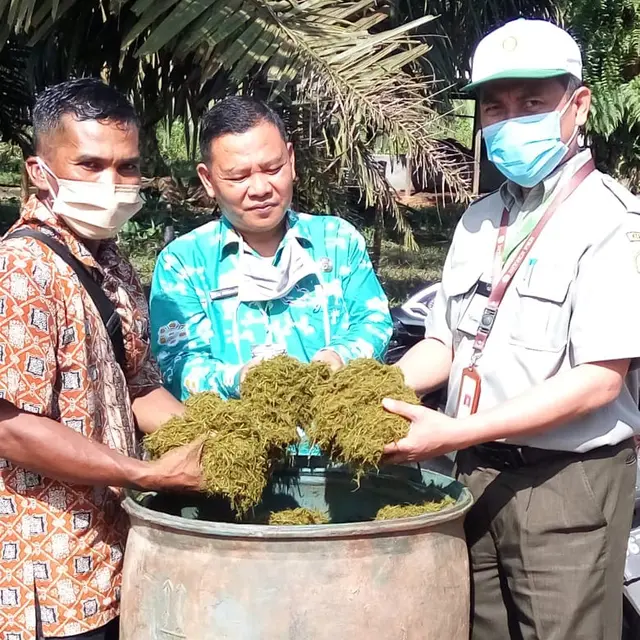 Kunjungi Usaha Sapi Tunda Potong di Bangka Tengah