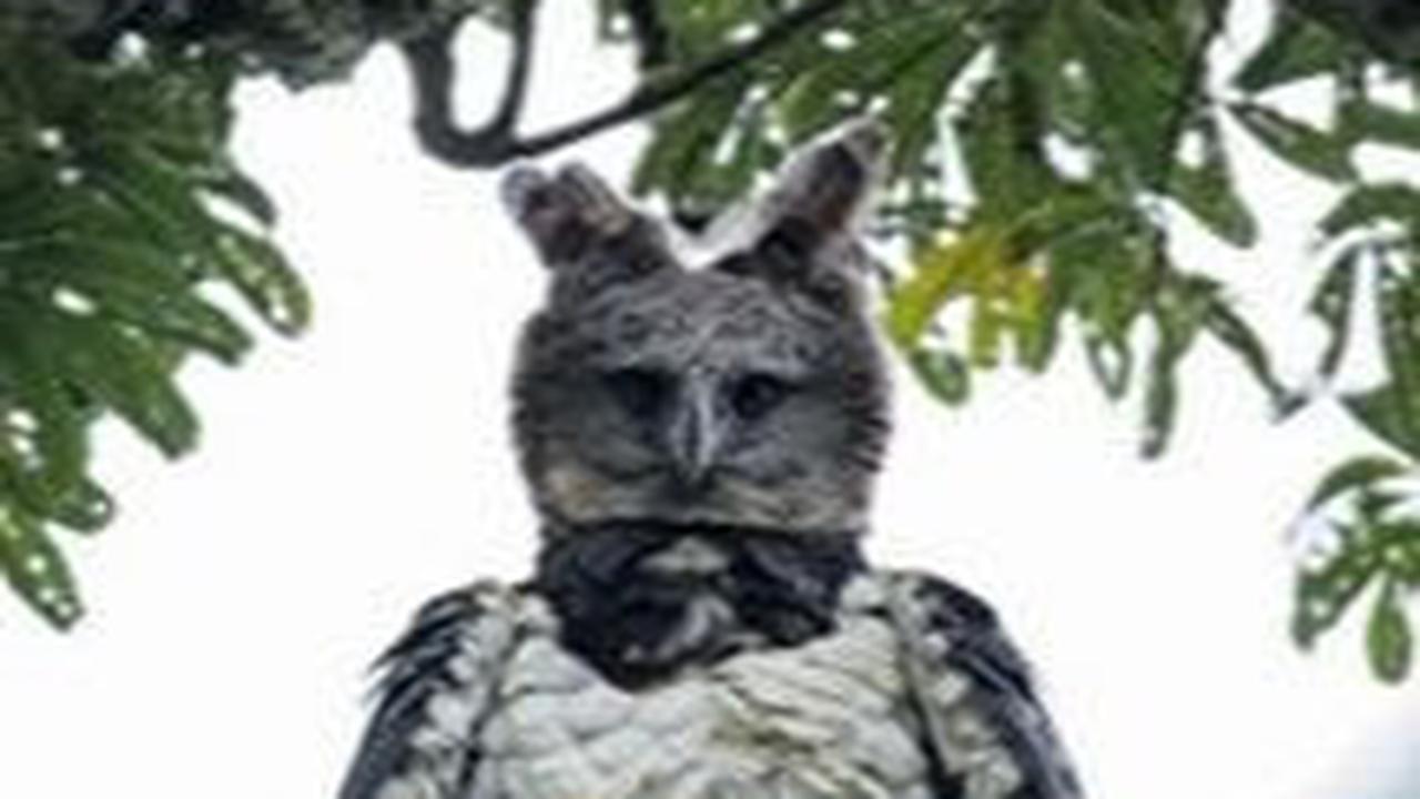 6. Burung Elang Harpy<br>