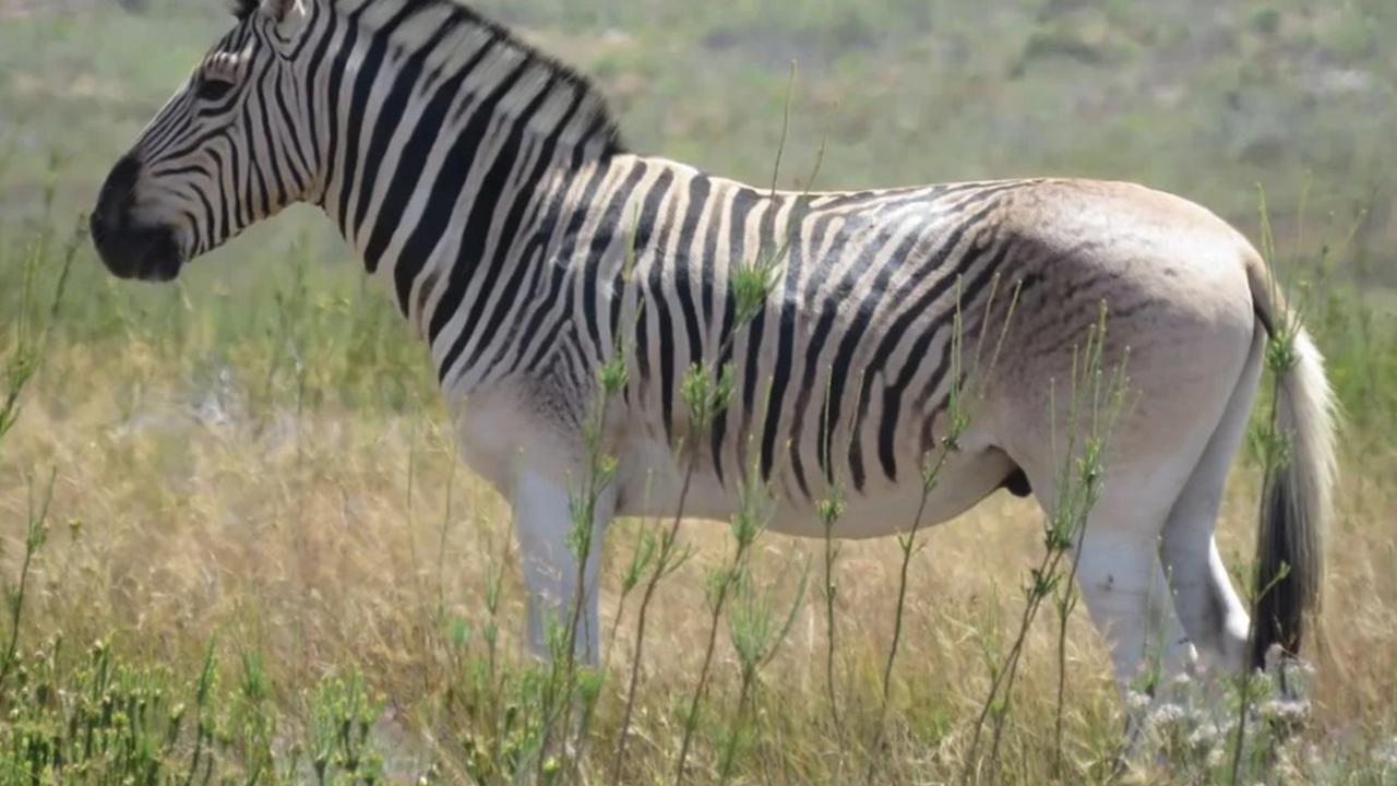 quagga