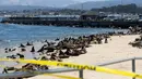 Ratusan singa laut berkumpul di Pantai San Carlos di Monterey, California pada 24 Agustus 2024. (Benjamin Fanjoy/Getty Images/AFP)