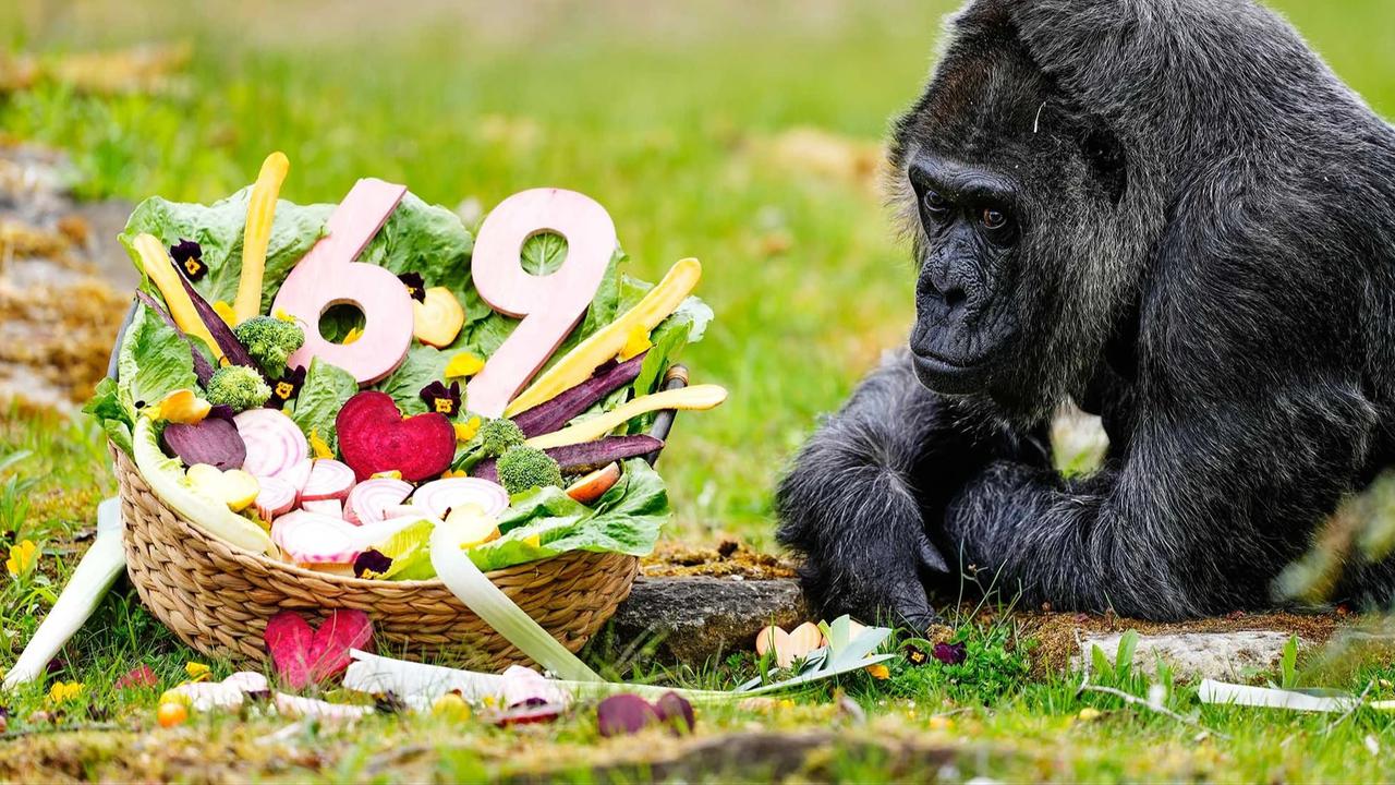 FOTO:  Momen Ulang Tahun ke 69 Fatou,  Gorila Tertua di Dunia