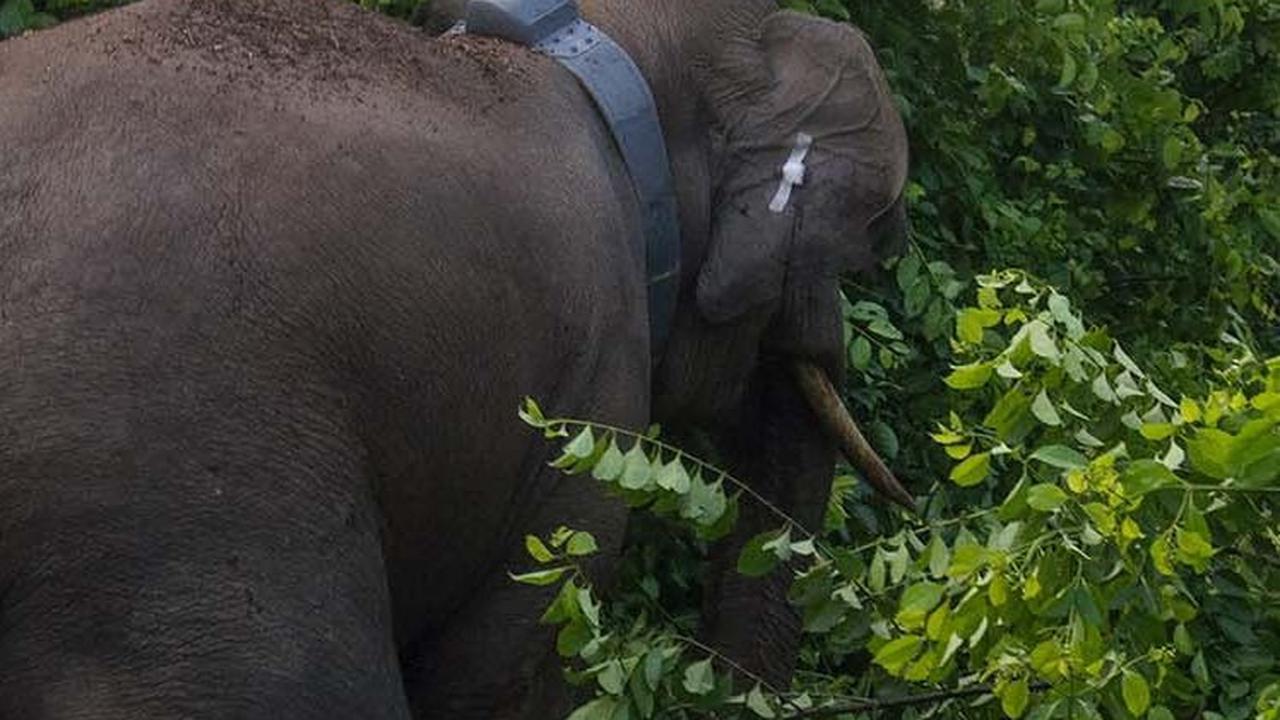 Pasang Kabel Telanjang di Kebun Hingga Sebabkan Gajah Mati, Petani di Aceh Ditangkap
