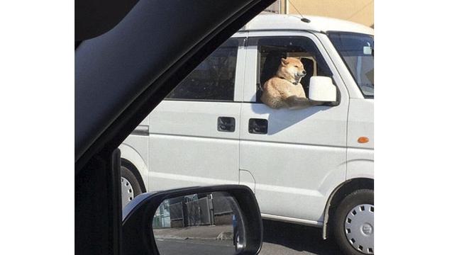 6 Ilusi Optik Anjing Ini Menipu Mata, Butuh Ketelitian