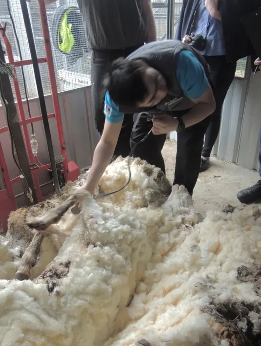 Seorang pria memeriksa detak jantung domba liar yang ditemukan tersesat di Canberra, Australia usai mencukur bulunya, Rabu (3/9/2015). Menurut RSPCA, bulu yang dicukur dari domba tersebut beratnya adalah 40,45 kg. (REUTERS/RSPCA)