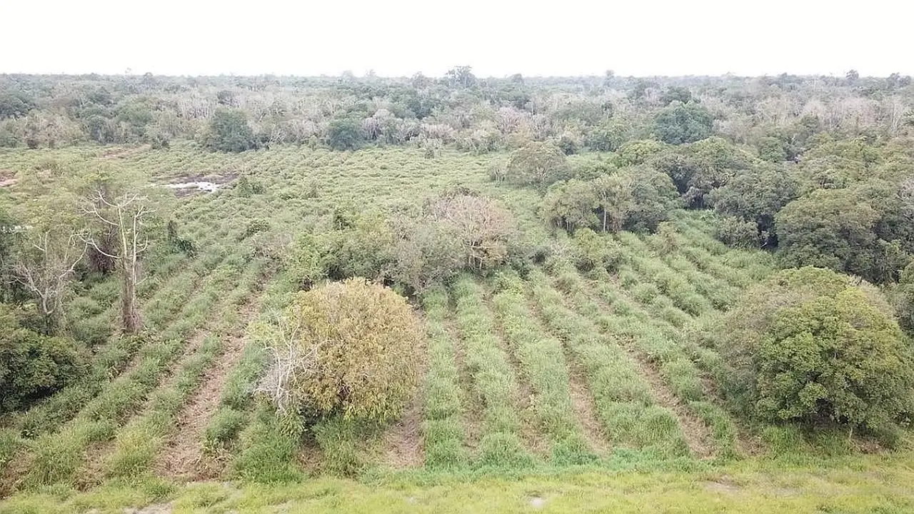 SKK Migas dan PetroChina International Jabung Ltd merehabilitasi Daerah Aliran Sungai di Hutan Lindung Gambut Sei Londerang seluas 473 Hektar dan Hutan Kota seluas 40 Hektar. (Dok SKK Migas)
