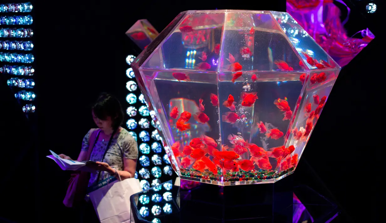 Seorang wanita berdiri di samping akuarium berisi ikan mas selama pameran EDO Nihonbashi Art Aquarium 2018 di Tokyo, Jepang (5/7). Pameran tahunan di Tokyo ini akan dibuka untuk umum mulai 6 Juli hingga 24 September 2018. (AFP Photo/Martin Bureau)