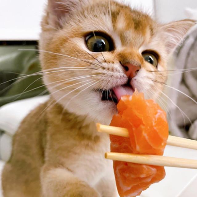 Kucing Makan