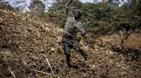 Miliaran belalang menyerang lahan pertanian di Kenya. AP Photo/Brian Inganga